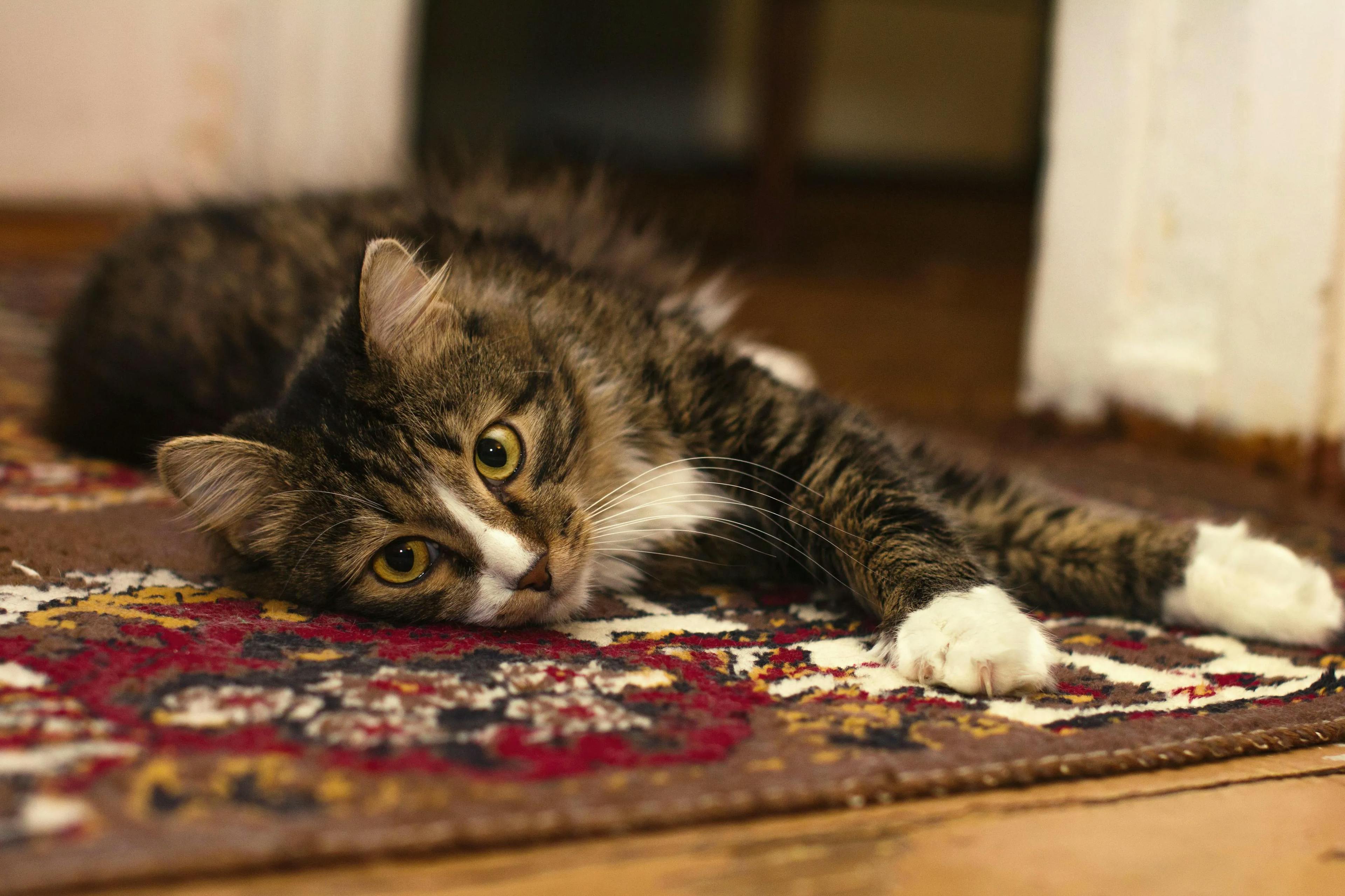 A cat lying down on a carpet, giving the rug a much need cleaning