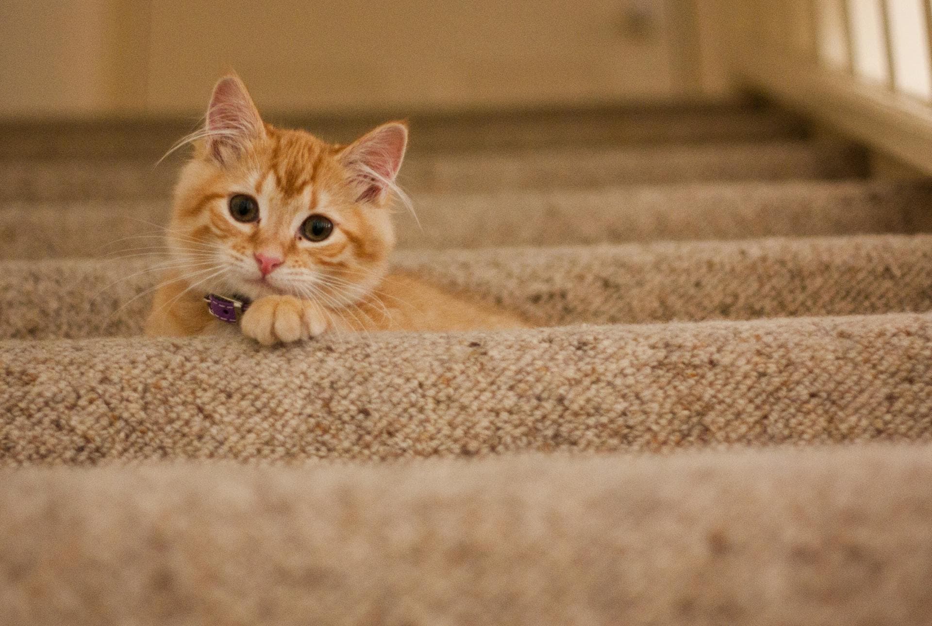 Orange tabby cat on beige staircase carpet